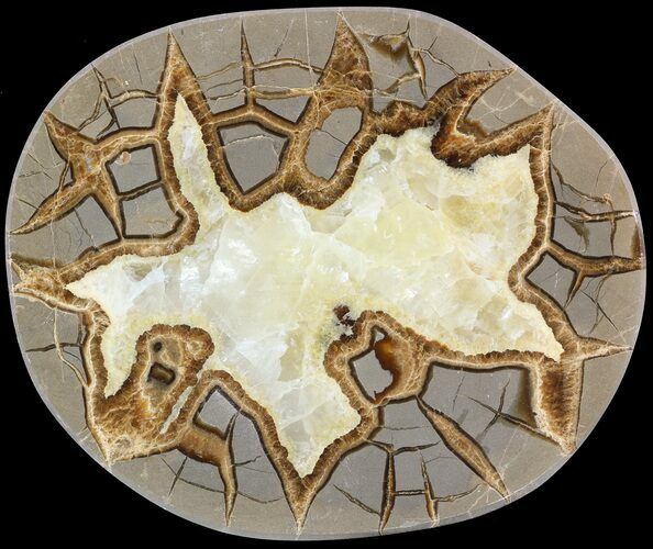 Beautiful Septarian Nodule Polished End-Cut #49610